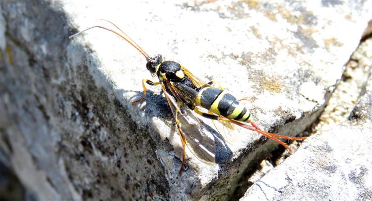 Ichneumonidae:  Amblyteles armatorius, femmina